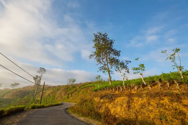 Tuk Tuk Rijden Een Weg Tussen Groene Bomen Sri Lanka — Stockfoto