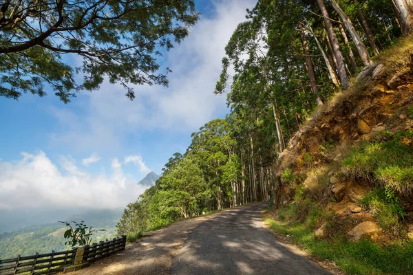 Tuk tuk, Sri Lanka ormanında yeşil ağaçlar arasında yol alıyor.