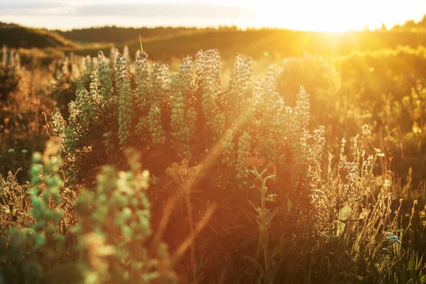 Zonnige Dag Bloemenweide Prachtige Natuurlijke Achtergrond Wilde Planten Natuur — Stockfoto