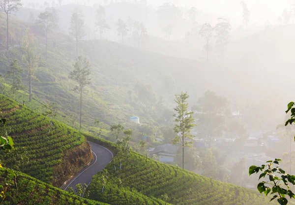 Groene Natuurlijke Landschappen Theeplantage Sri Lanka — Stockfoto