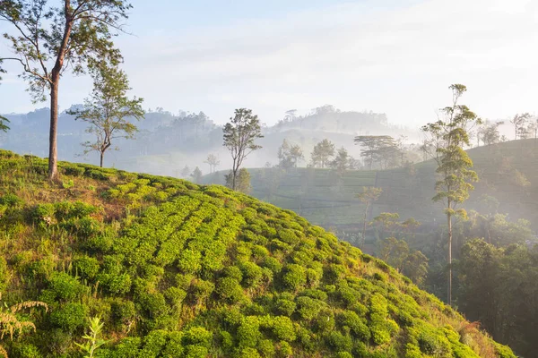 Grüne Naturlandschaften Teeplantage Auf Sri Lanka — Stockfoto