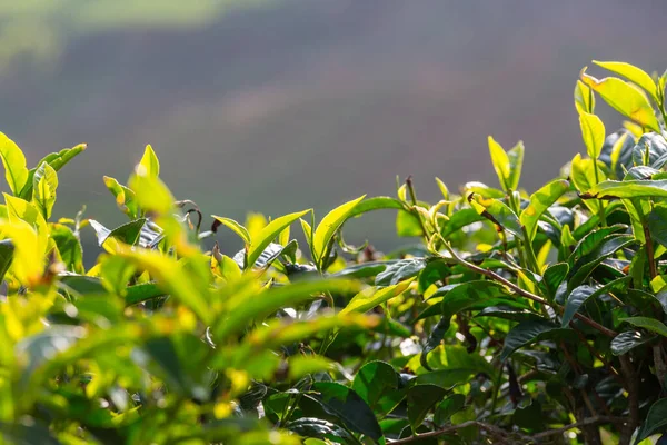 Paesaggi Naturali Verdi Piantagione Sri Lanka — Foto Stock