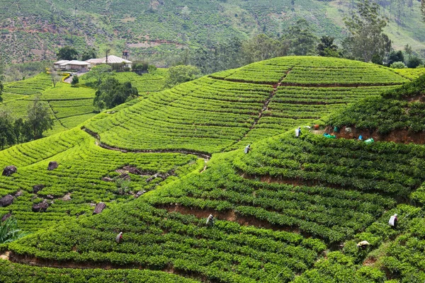 Groene Natuurlijke Landschappen Theeplantage Sri Lanka — Stockfoto