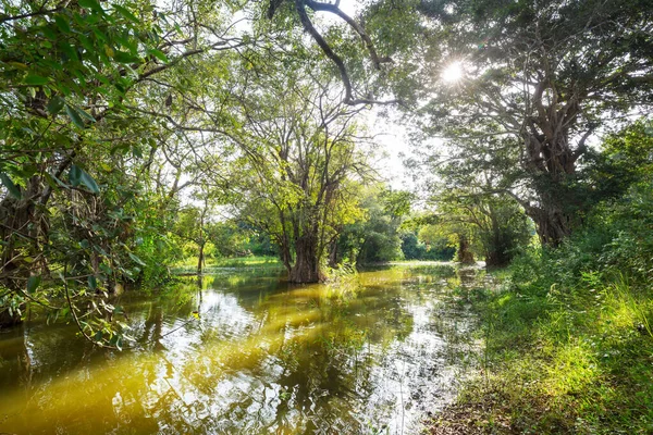 Bellissimi Paesaggi Naturali Sri Lanka Grandi Alberi Sul Lago — Foto Stock