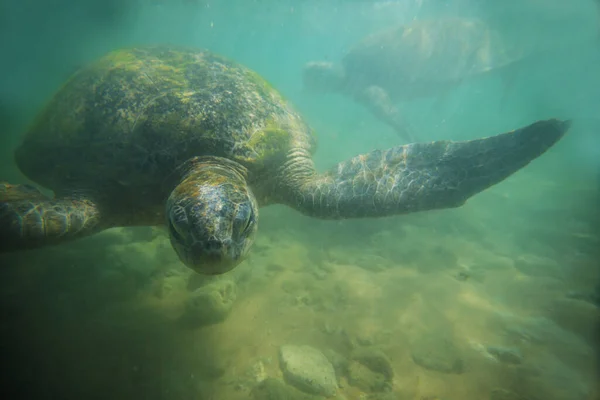 Olbrzymi Żółw Morski Podwodny Oceanie — Zdjęcie stockowe