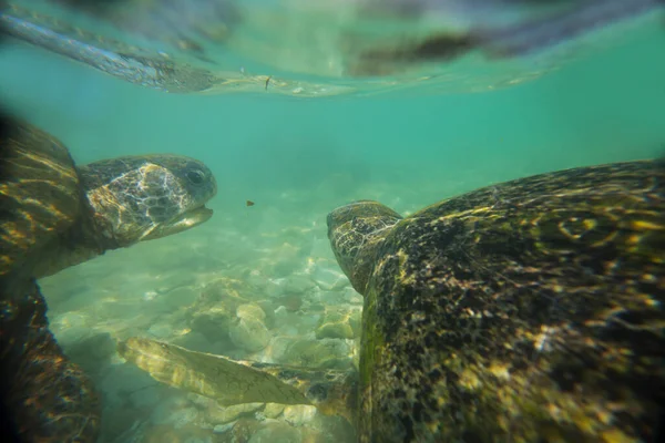 Tartaruga Marinha Gigante Subaquática Oceano — Fotografia de Stock