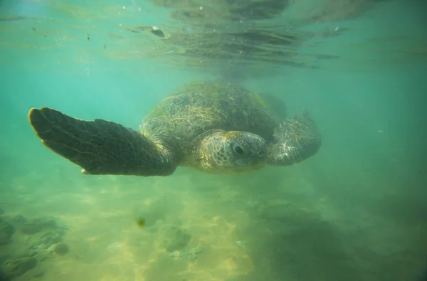 Giant Sea Turtle Underwater Ocean — стоковое фото