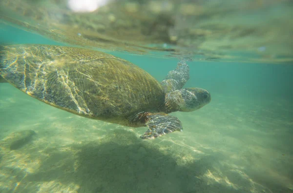 Giant Sea Turtle Underwater Ocean — стоковое фото