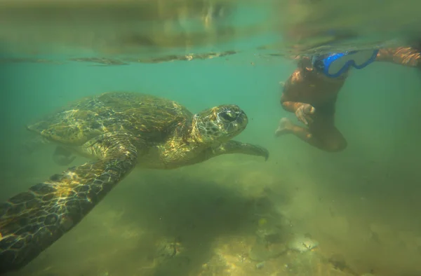 Tartaruga Marinha Gigante Subaquática Oceano — Fotografia de Stock