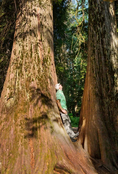 Árboles Secuoyas Bosque Del Norte California — Foto de Stock