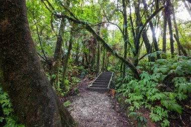 Sekoya ormanındaki patika.