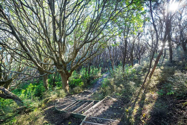 Camino Bosque Secuoya —  Fotos de Stock