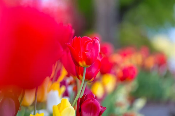 Frühlingsblumenfeld Schöner Frühlingshintergrund Tulpen Frühlingsgarten Thema Landwirtschaft Und Gartenarbeit — Stockfoto