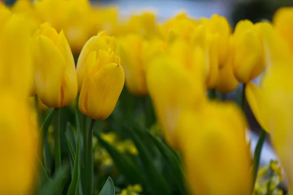 Våren Blomma Fältet Vackra Våren Bakgrund Tulpaner Vårträdgård Jordbruk Och — Stockfoto