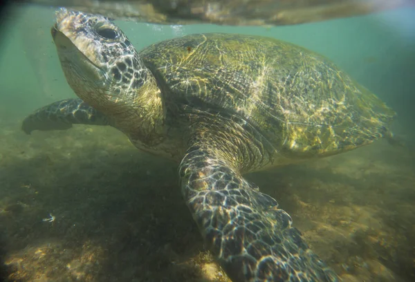 Olbrzymi Żółw Morski Podwodny Oceanie — Zdjęcie stockowe