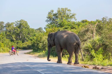 Yolda duran Sri Lanka fili