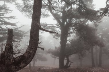 Sihirli sisli orman. Güzel doğal manzaralar..