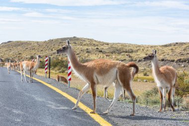 Vahşi Guanaco (Lama Guanicoe) Güney Amerika, Şili, Patagonya bozkırında
