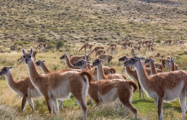 Vahşi Guanaco (Lama Guanicoe) Güney Amerika, Şili, Patagonya bozkırında