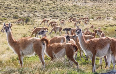 Vahşi Guanaco (Lama Guanicoe) Güney Amerika, Şili, Patagonya bozkırında