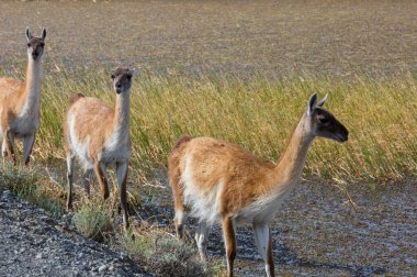 Vahşi Guanaco (Lama Guanicoe) Güney Amerika, Şili, Patagonya bozkırında