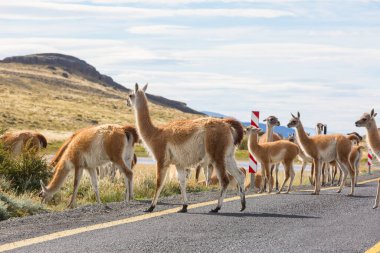 Vahşi Guanaco (Lama Guanicoe) Güney Amerika, Şili, Patagonya bozkırında
