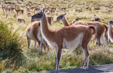 Vahşi Guanaco (Lama Guanicoe) Güney Amerika, Şili, Patagonya bozkırında