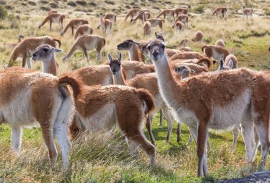 Vahşi Guanaco (Lama Guanicoe) Güney Amerika, Şili, Patagonya bozkırında