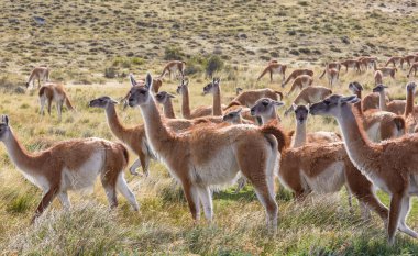 Vahşi Guanaco (Lama Guanicoe) Güney Amerika, Şili, Patagonya bozkırında