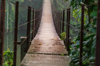 Ormanda asma köprü, Sri Lanka