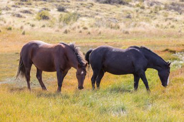 Sonbahar otlağında bir at sürüsü