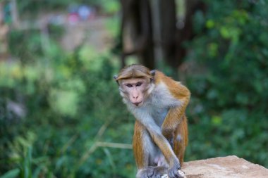 Tayland 'daki tropikal ormanda maymunlar