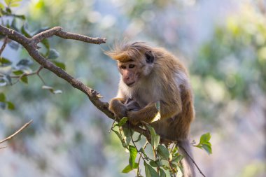 Tayland 'daki tropikal ormanda maymunlar
