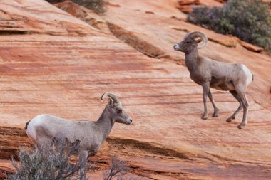 Şelale Dağlarında Vahşi Dağ Keçisi