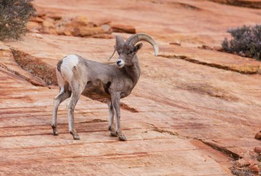Şelale Dağlarında Vahşi Dağ Keçisi
