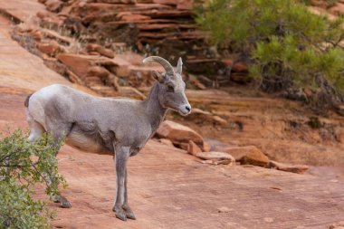 Şelale Dağlarında Vahşi Dağ Keçisi