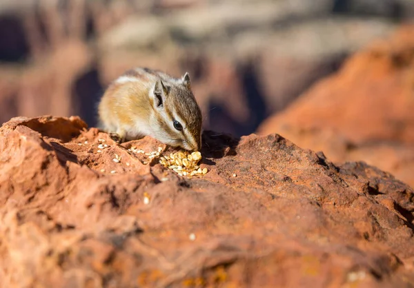 Americký Chipmunk Letním Lese — Stock fotografie