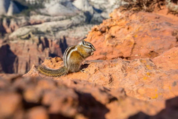 American Chipmunk Summer Forest — Stock Photo, Image