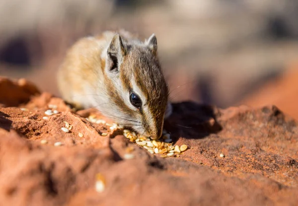 Americký Chipmunk Letním Lese — Stock fotografie