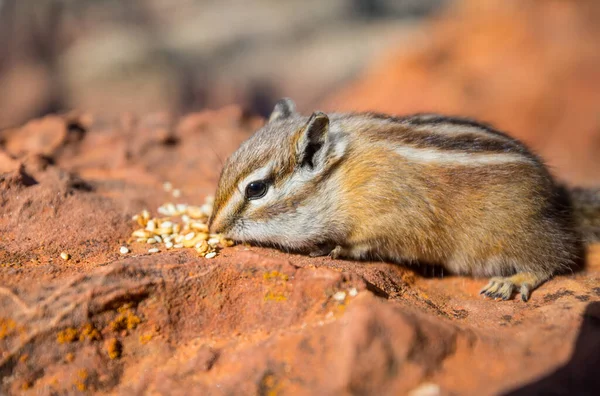 Americký Chipmunk Letním Lese — Stock fotografie