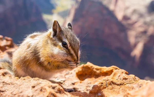 American Chipmunk Summer Forest — Stock Photo, Image