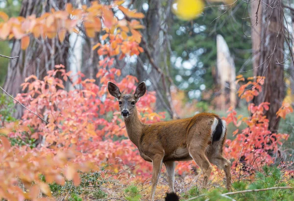 Cervo Adorável Floresta Outono — Fotografia de Stock
