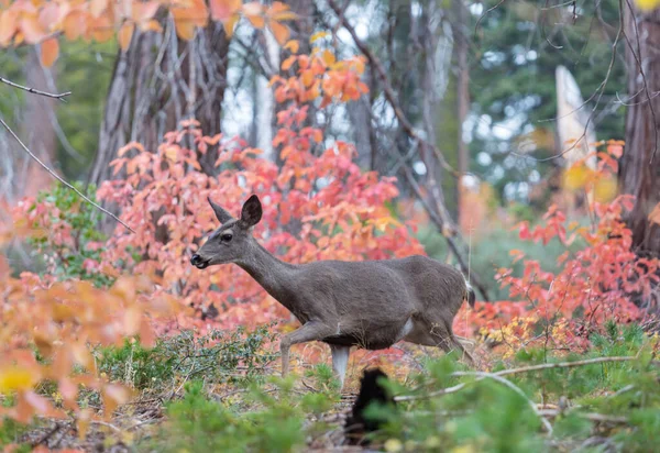 Adorable Cerf Dans Forêt Automne — Photo