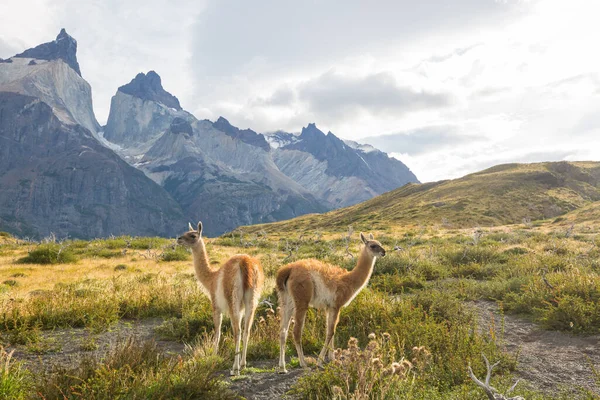 Wild Guanaco Lama Guanicoe Patagonia Prairie Chile South America — стокове фото