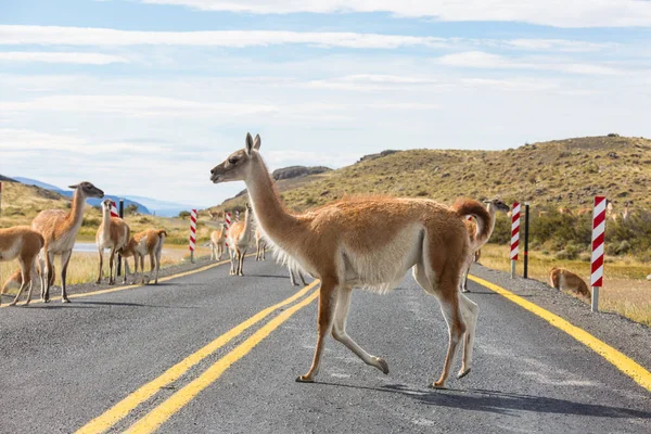 Wild Guanaco Lama Guanicoe Patagonia Prairie Cile Sud America — Foto Stock