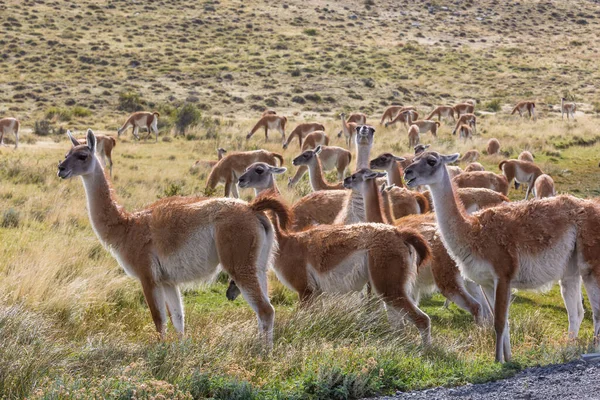 Wild Guanaco Guanicoe Láma Patagónia Prérin Chile Dél Amerika — Stock Fotó