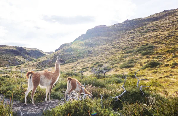 Guanaco Sauvage Lama Guanicoe Dans Prairie Patagonie Chili Amérique Sud — Photo