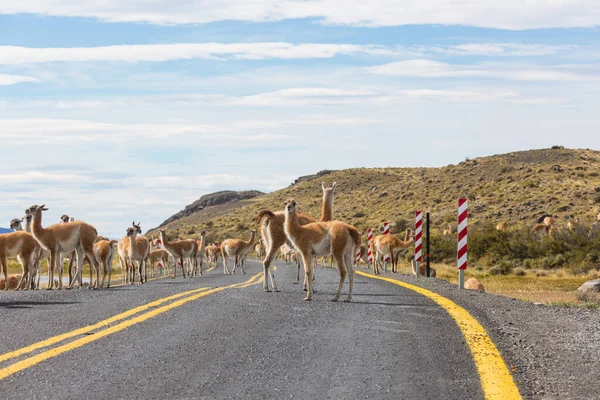 Vilda Guanaco Lama Guanicoe Patagonien Prärien Chile Sydamerika — Stockfoto