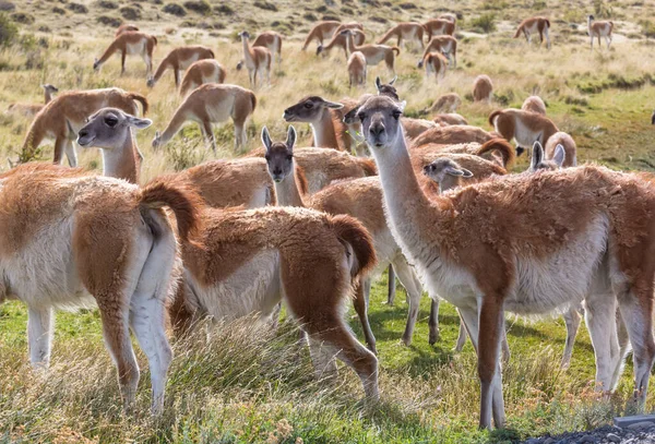 Dzikie Guanaco Lama Guanicoe Prerii Patagonia Chile Ameryka Południowa — Zdjęcie stockowe