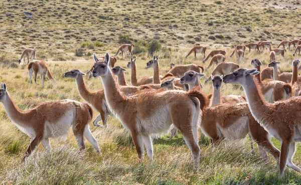 Wild Guanaco Lama Guanicoe Στο Λιβάδι Patagonia Χιλή Νότια Αμερική — Φωτογραφία Αρχείου